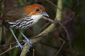 Chestnut-crowned Antpitta