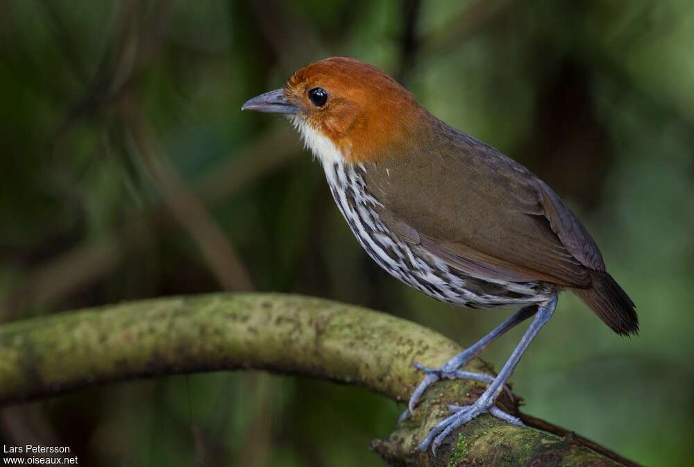 Chestnut-crowned Antpittaadult, identification