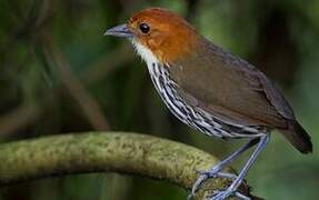 Chestnut-crowned Antpitta