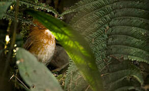 Red-and-white Antpitta