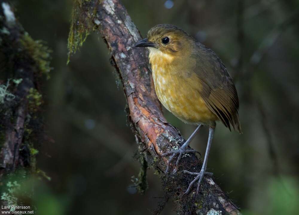 Grallaire de Quitoadulte, identification