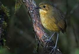 Tawny Antpitta