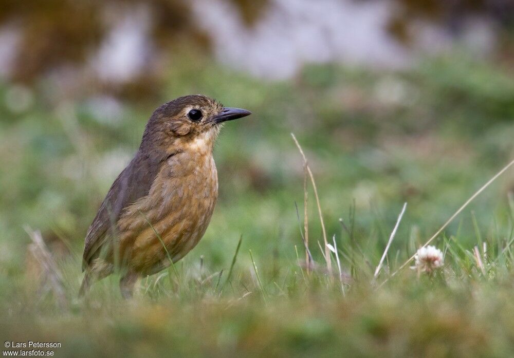 Tawny Antpitta