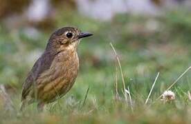 Tawny Antpitta