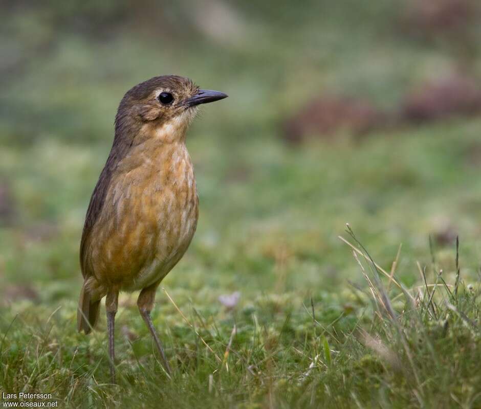 Tawny Antpittaadult, identification