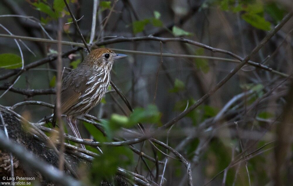 Watkins's Antpitta