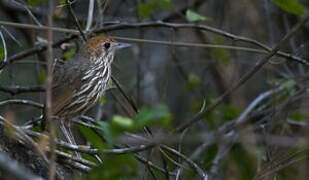 Watkins's Antpitta