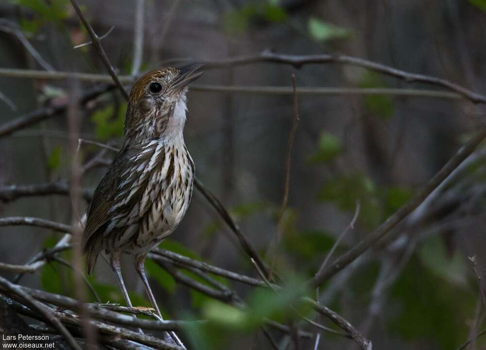 Watkins's Antpitta