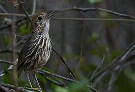 Watkins's Antpitta