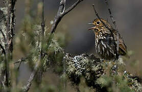 Stripe-headed Antpitta