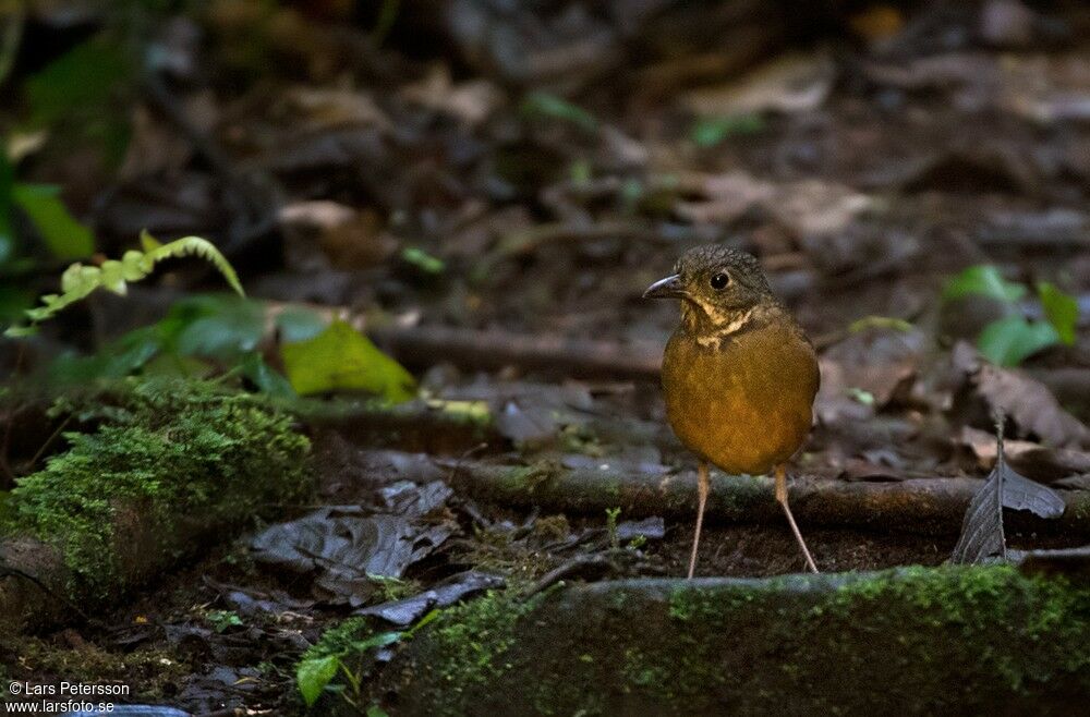 Scaled Antpitta