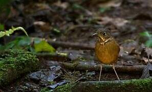 Scaled Antpitta