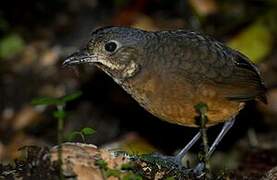 Scaled Antpitta