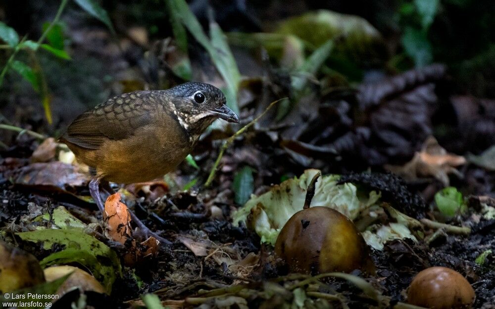 Scaled Antpitta