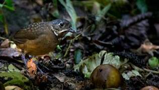 Scaled Antpitta