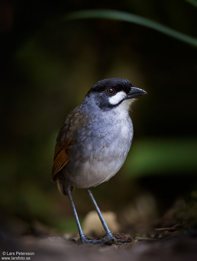 Jocotoco Antpitta