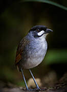 Jocotoco Antpitta