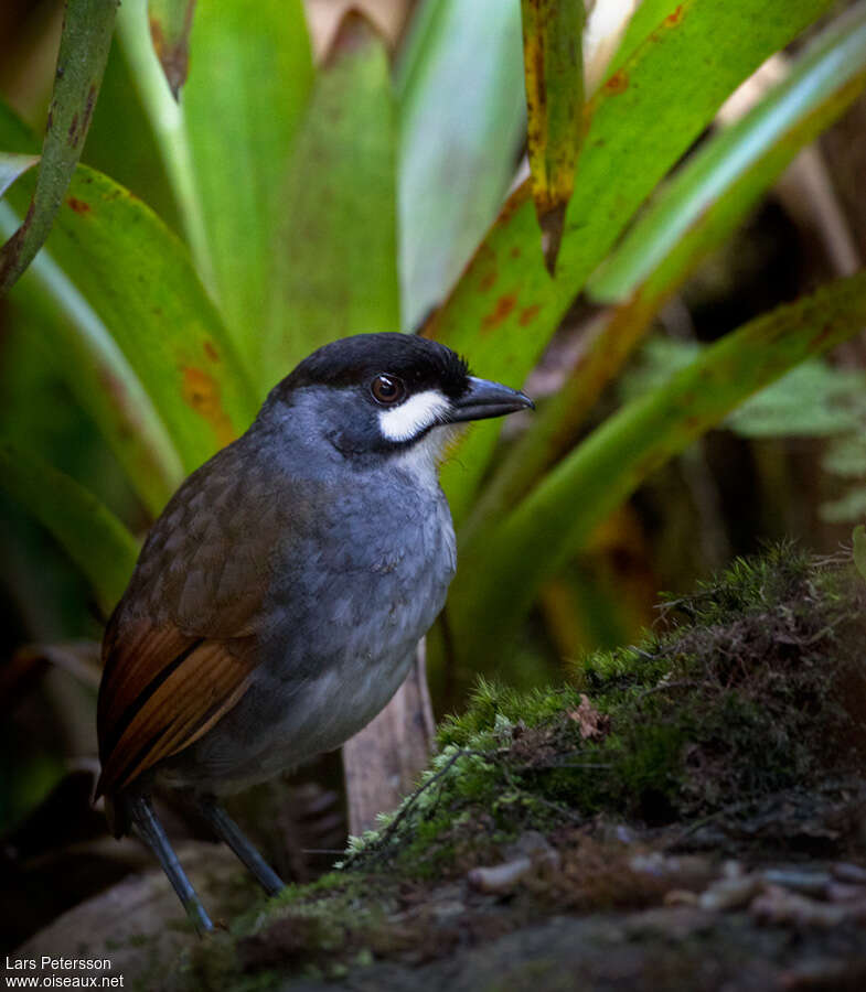 Jocotoco Antpittaadult