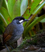 Jocotoco Antpitta