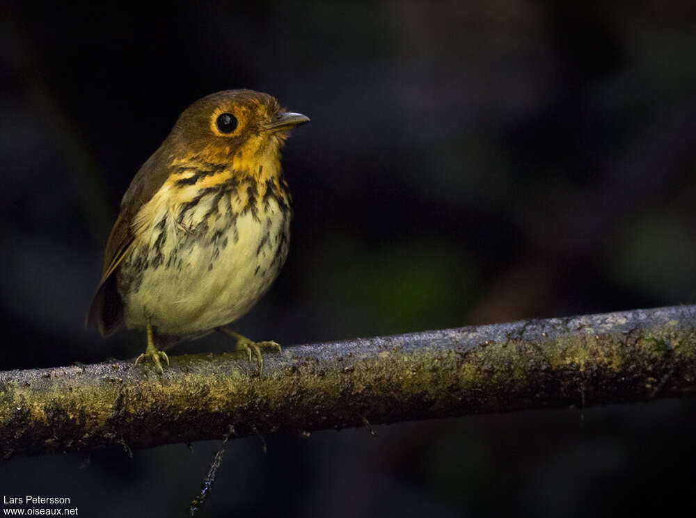 Ochre-breasted Antpittaadult, identification