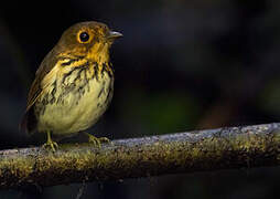 Ochre-breasted Antpitta