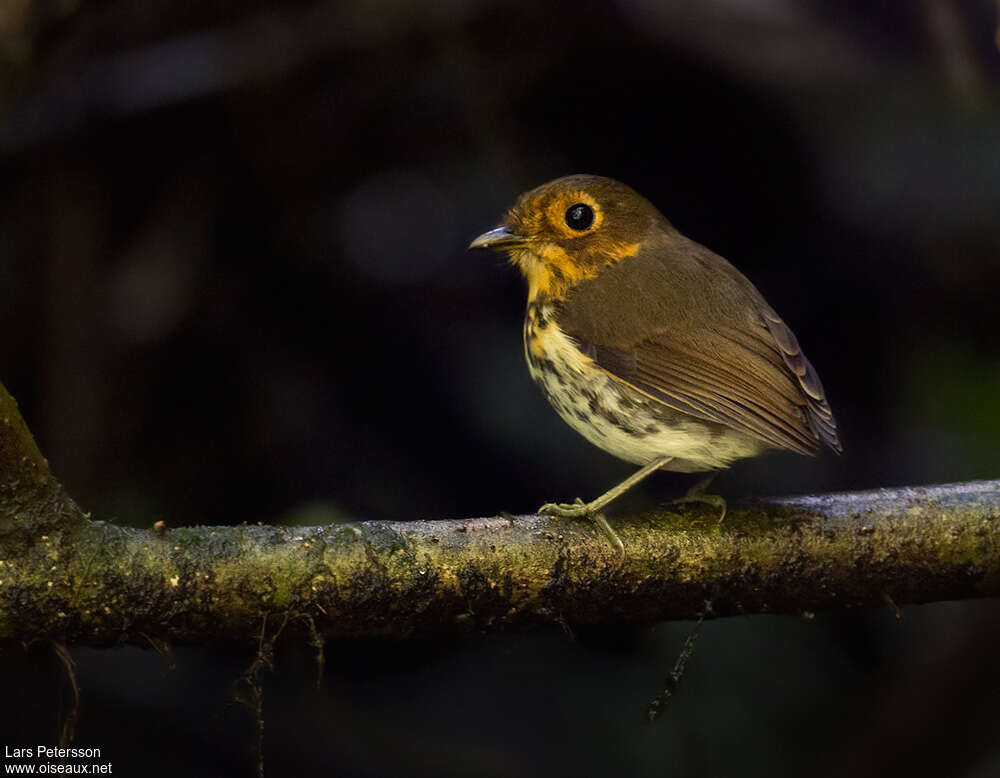 Ochre-breasted Antpittaadult