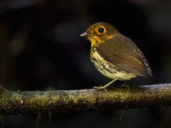 Ochre-breasted Antpitta