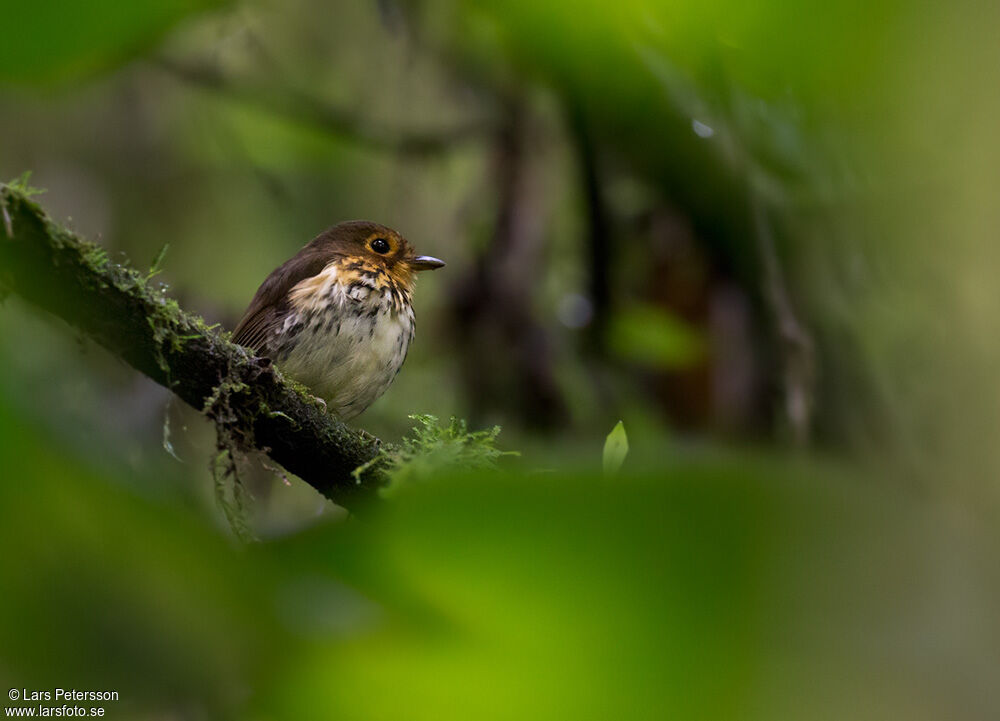 Ochre-breasted Antpitta