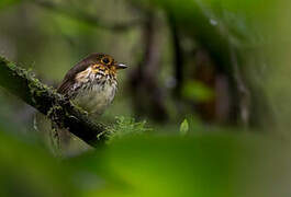 Ochre-breasted Antpitta