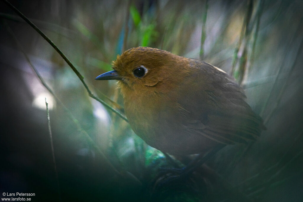 Rufous Antpitta