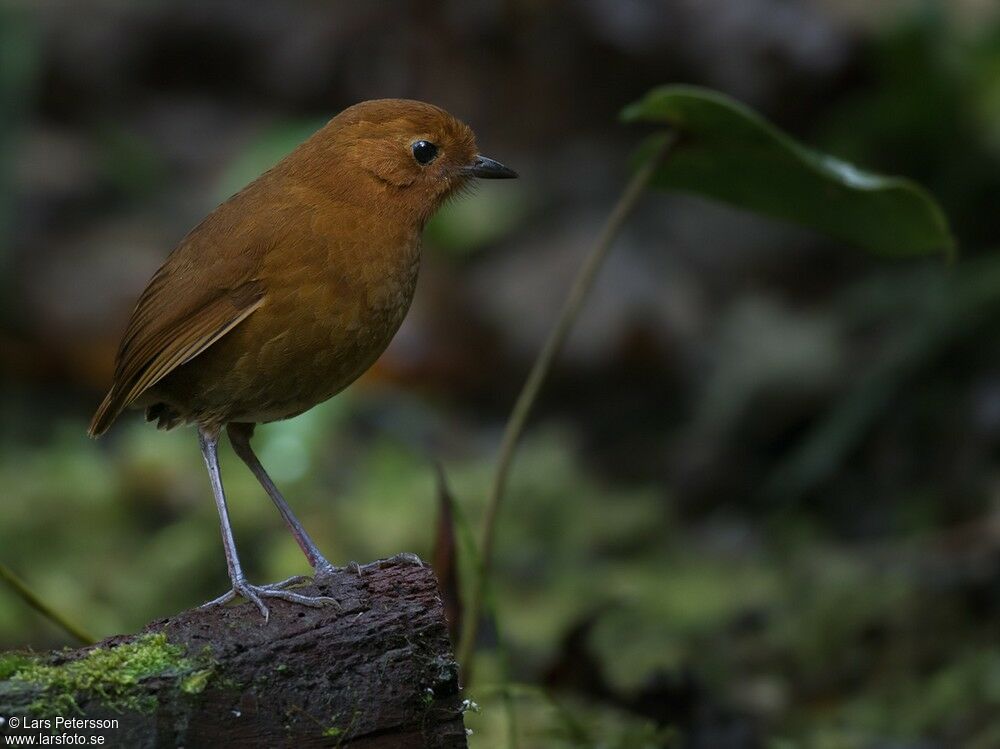 Rufous Antpittaadult, identification