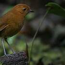 Grallaire rousse