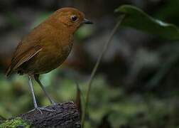 Rufous Antpitta