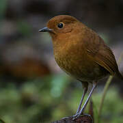 Muisca Antpitta