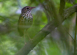 White-browed Antpitta