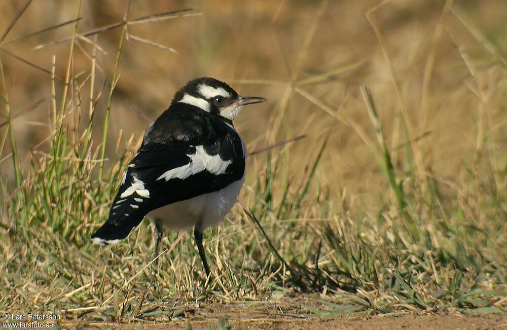 Magpie-lark