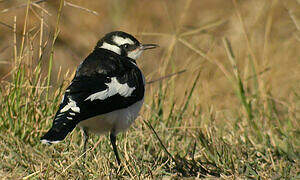 Magpie-lark