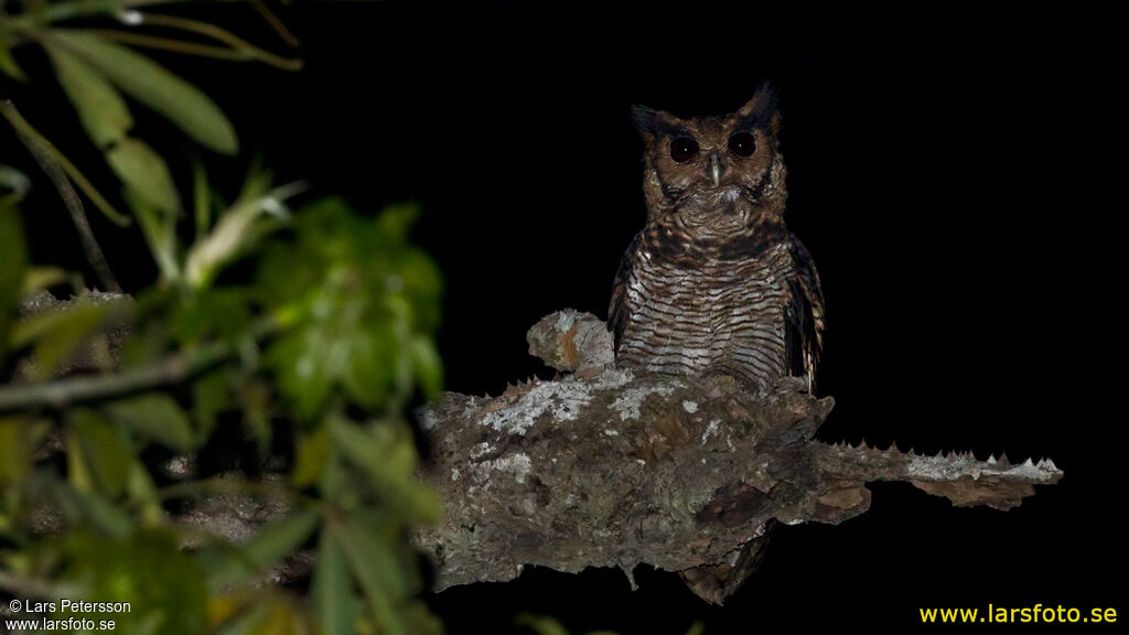 Fraser's Eagle-Owl