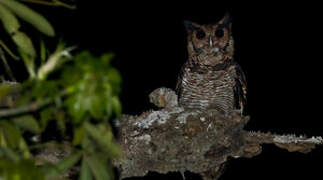 Fraser's Eagle-Owl