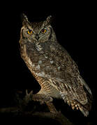 Spotted Eagle-Owl