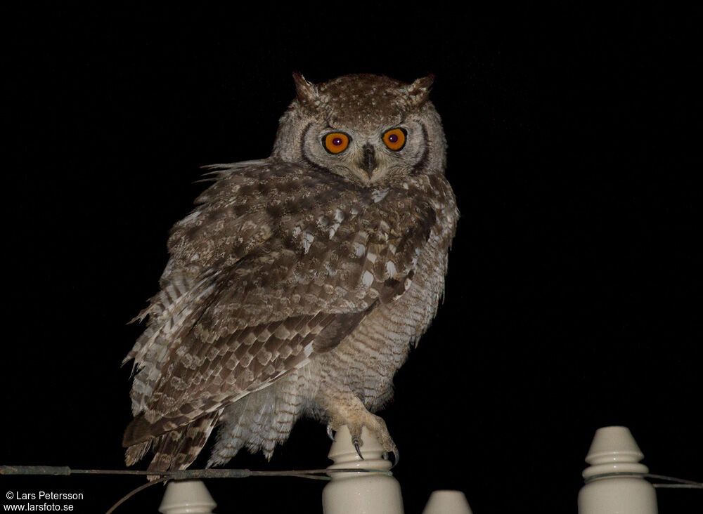 Spotted Eagle-Owl