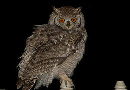 Spotted Eagle-Owl