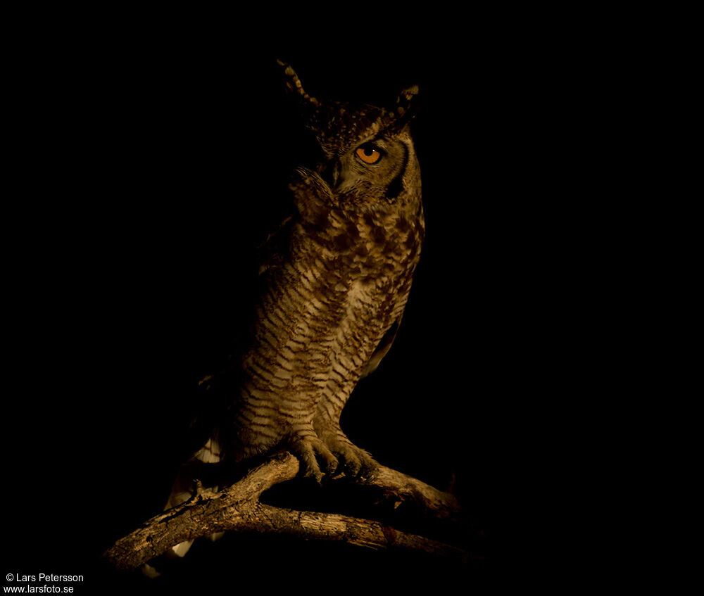 Spotted Eagle-Owl