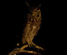 Spotted Eagle-Owl