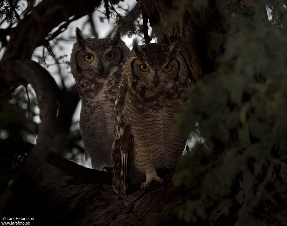 Spotted Eagle-Owl