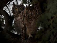 Spotted Eagle-Owl