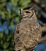 Spotted Eagle-Owl