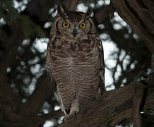 Spotted Eagle-Owl