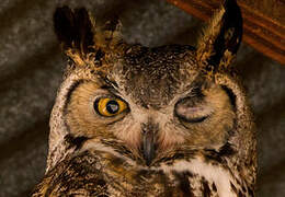 Great Horned Owl