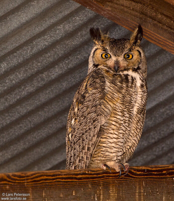 Great Horned Owl